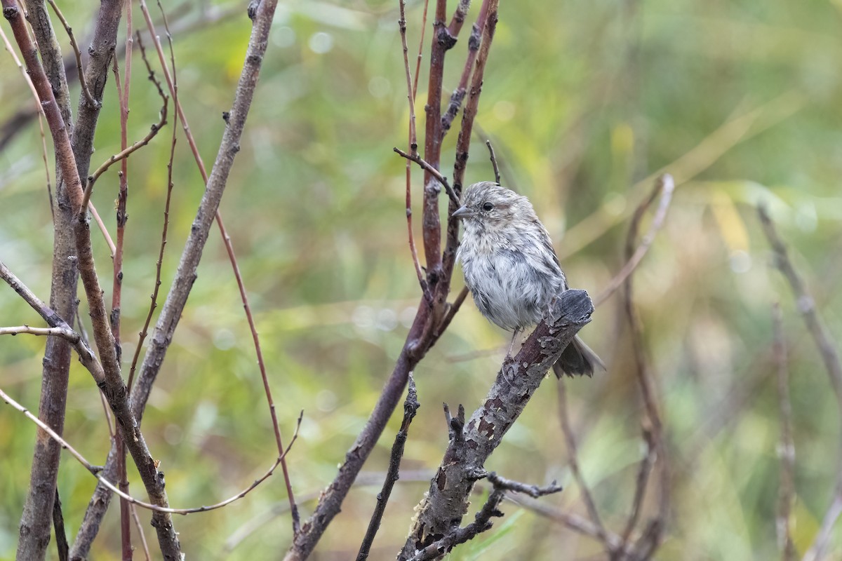 Song Sparrow (montana/merrilli) - ML640971804