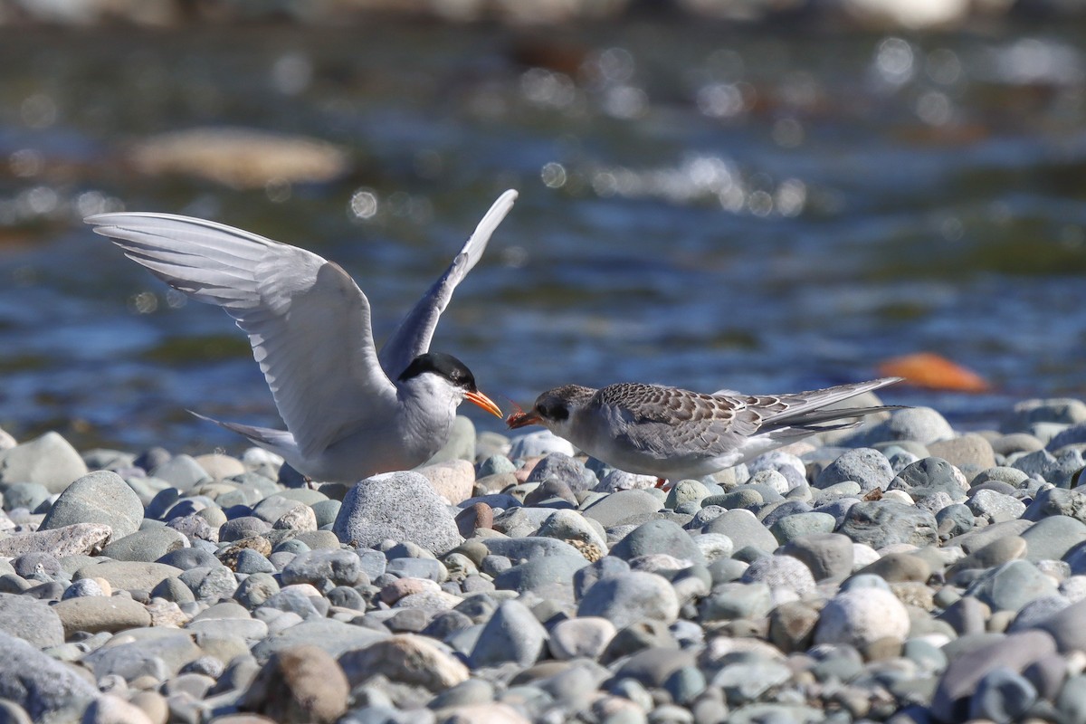 Black-fronted Tern - ML640971809