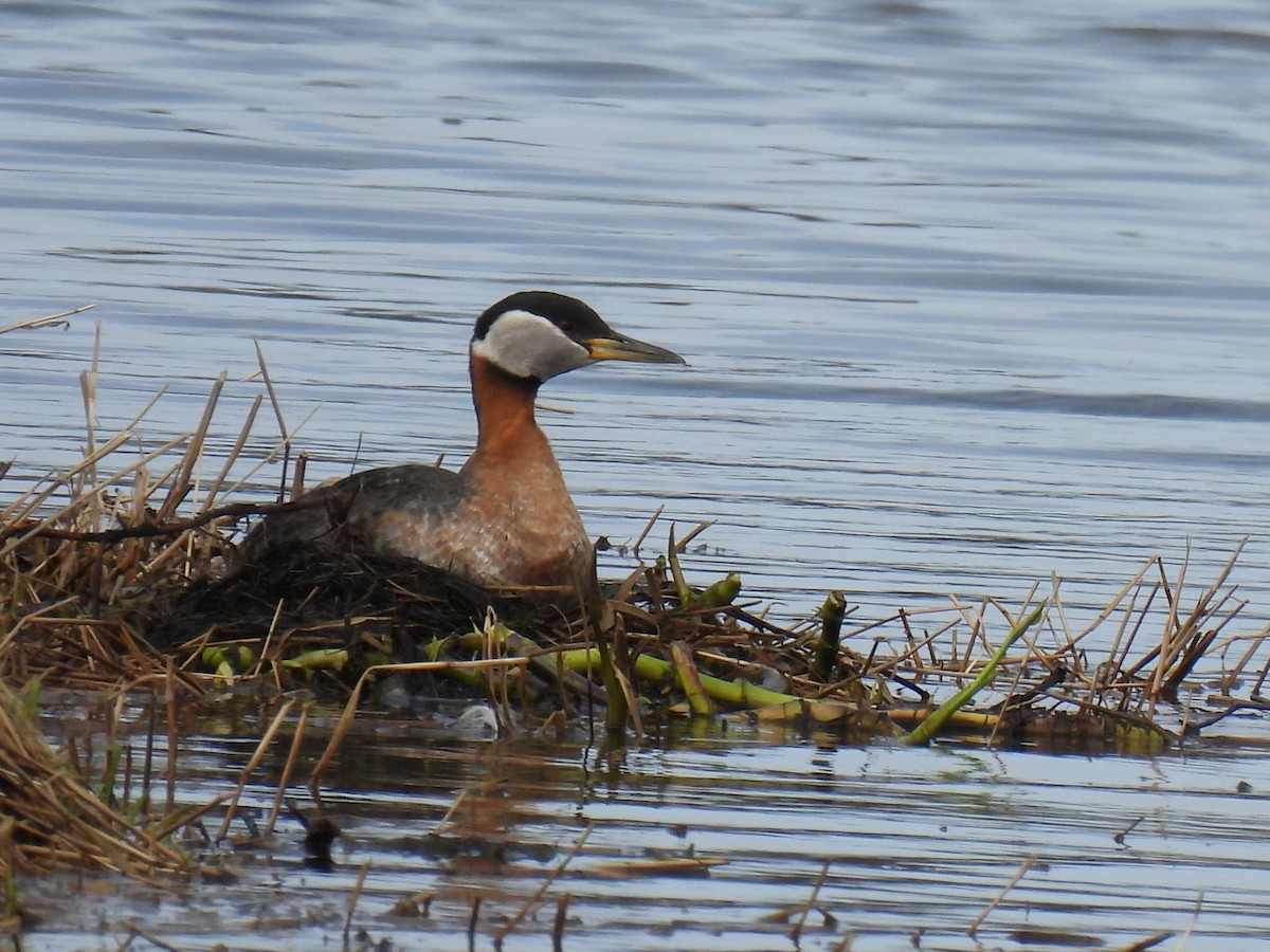 Red-necked Grebe - ML640971814
