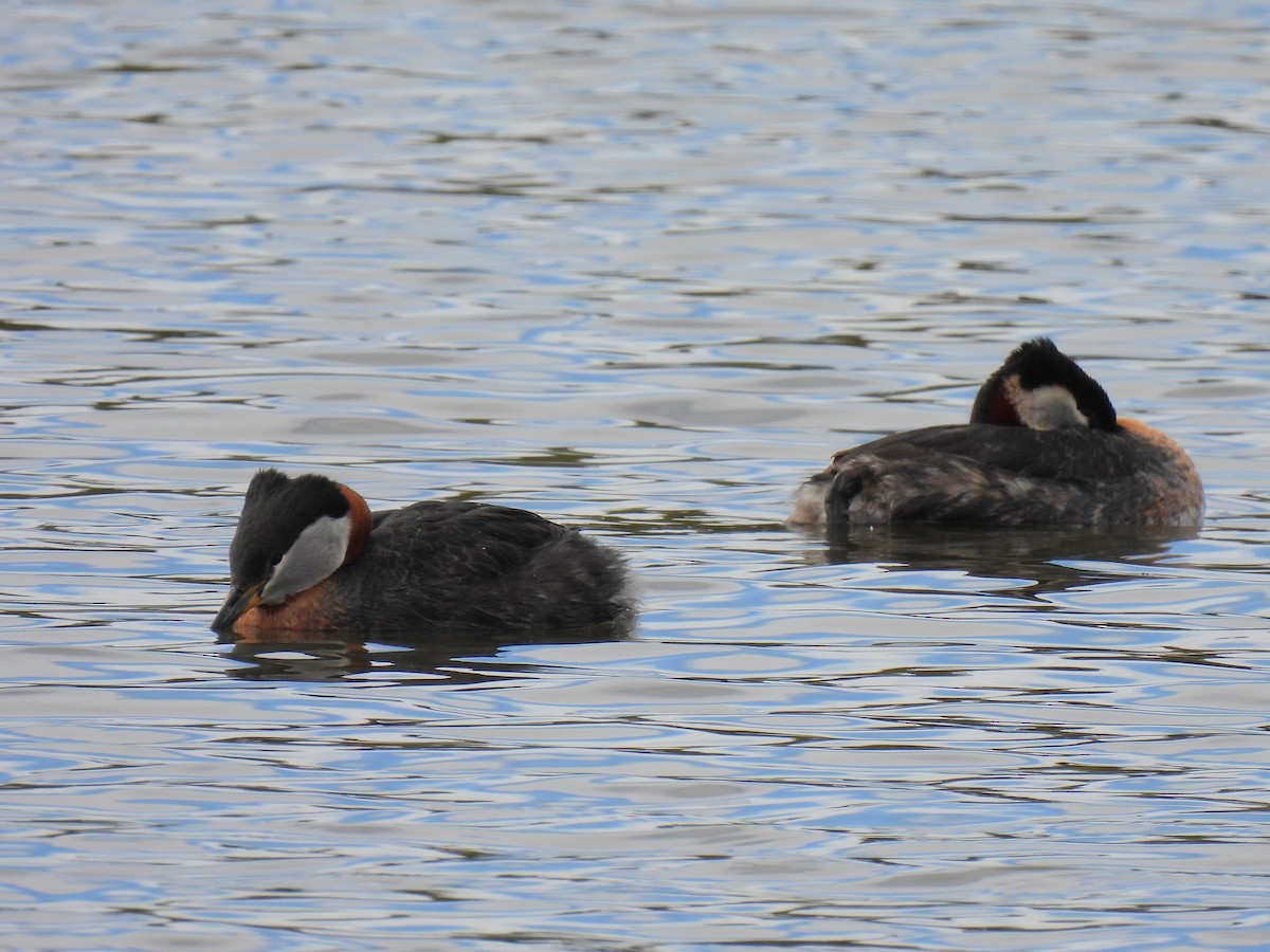 Red-necked Grebe - ML640971828
