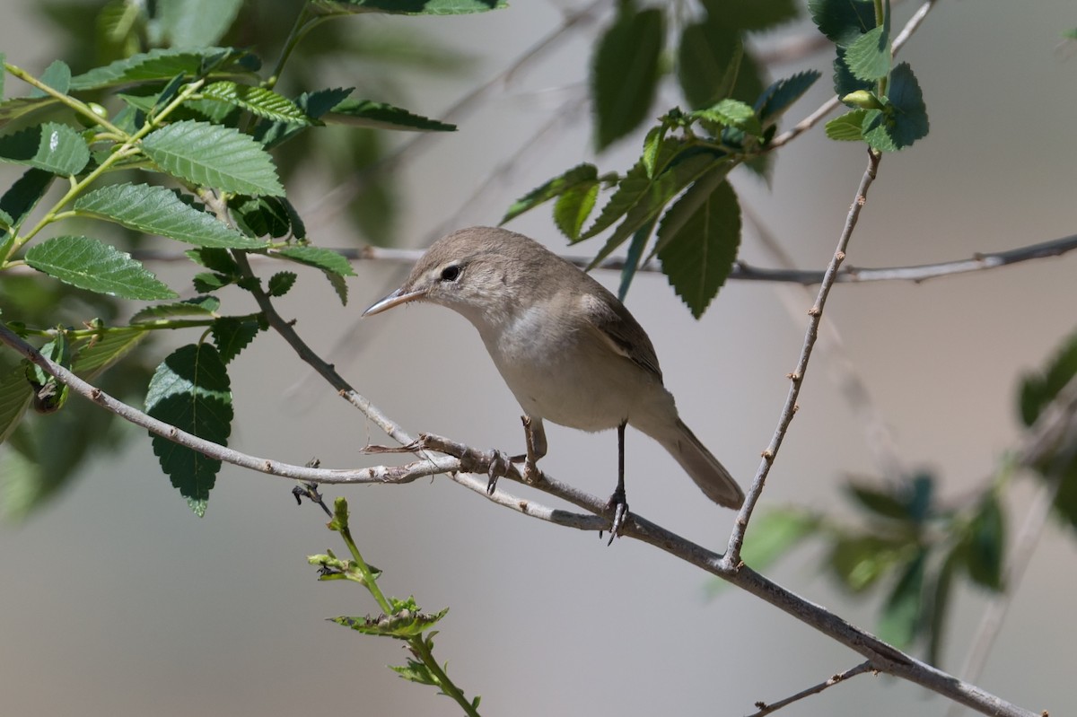 Eastern Olivaceous Warbler - ML640971931