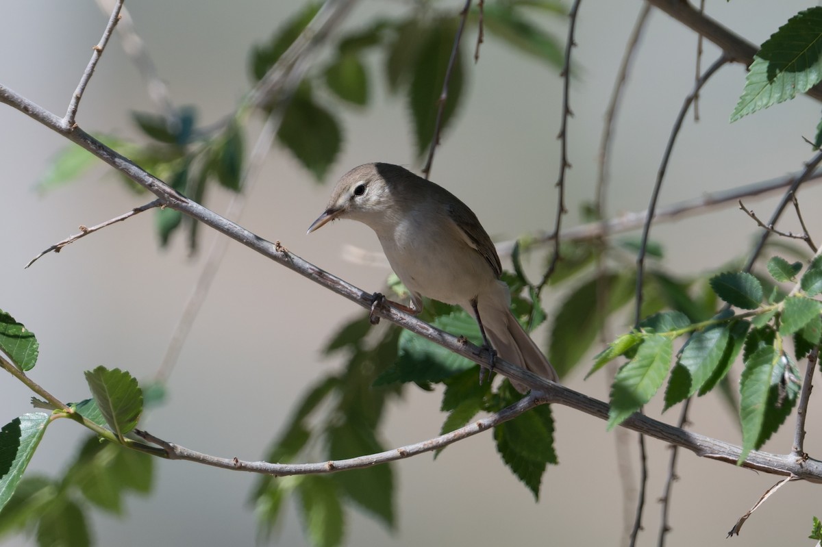 Eastern Olivaceous Warbler - ML640971936