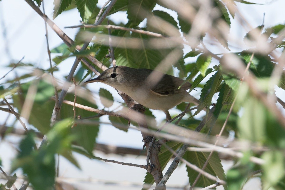 Eastern Olivaceous Warbler - ML640971950