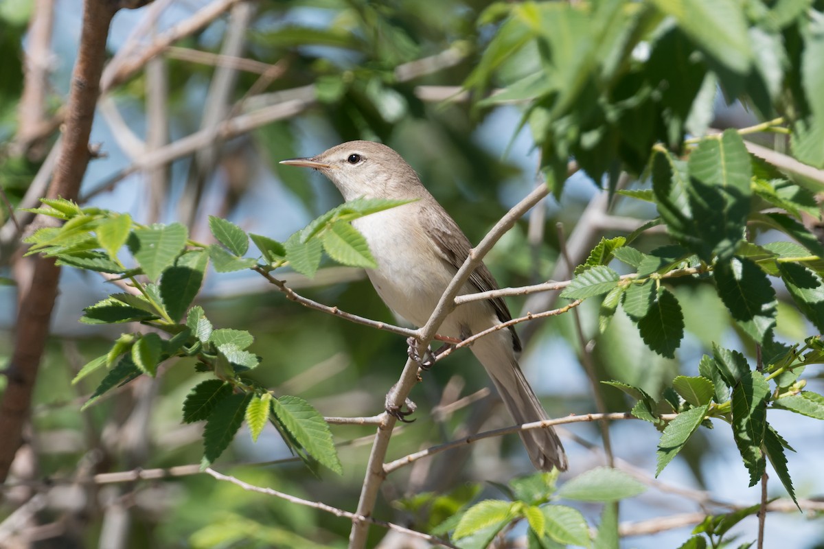 Eastern Olivaceous Warbler - ML640971951