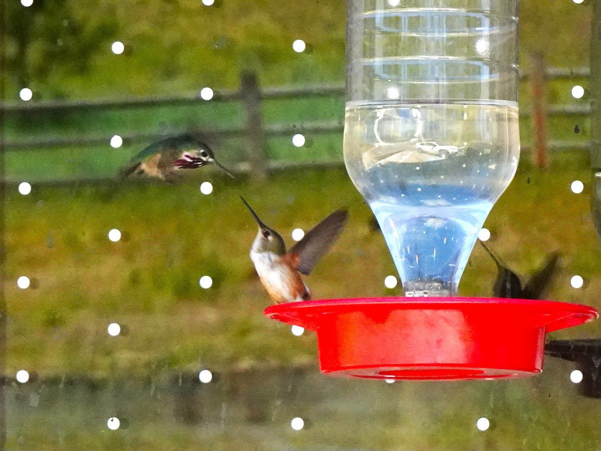Rufous Hummingbird - ML640971956