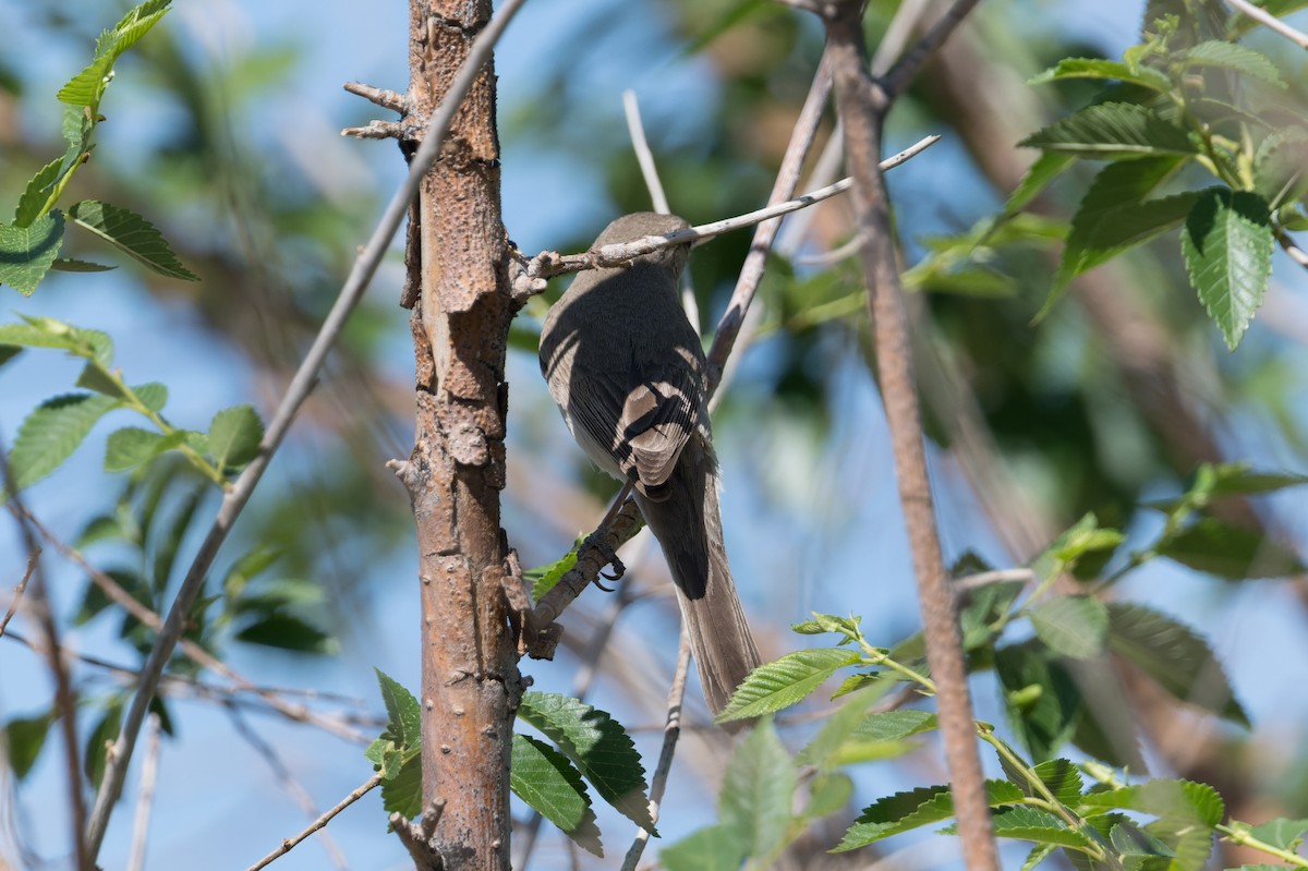 Eastern Olivaceous Warbler - ML640971963