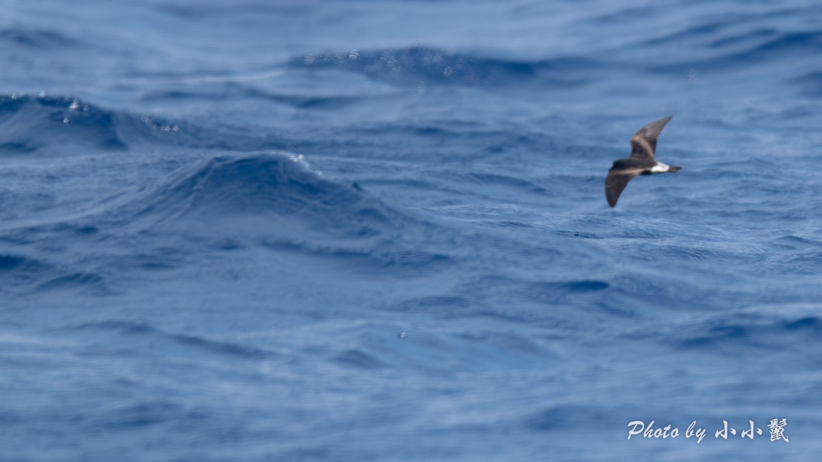 Townsend's Storm-Petrel - ML640971977