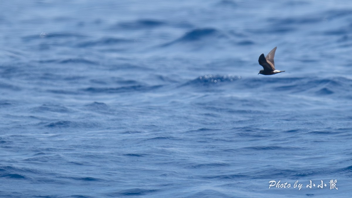 Townsend's Storm-Petrel - ML640971978