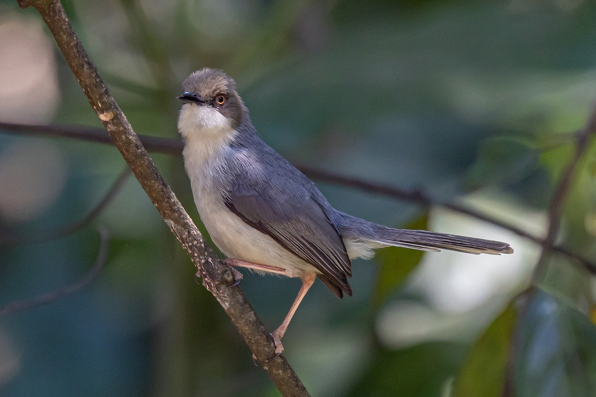 Brown-headed Apalis - ML640972025