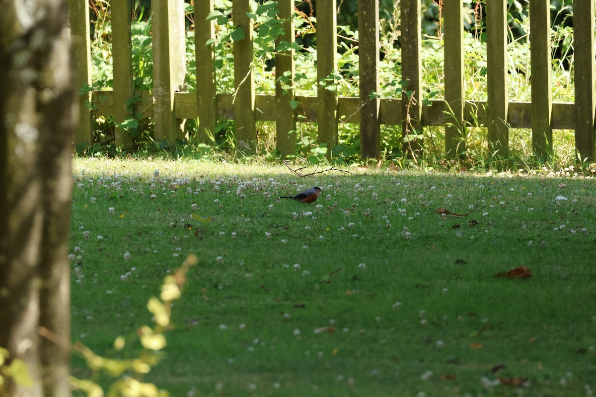 Eurasian Bullfinch - ML640972027