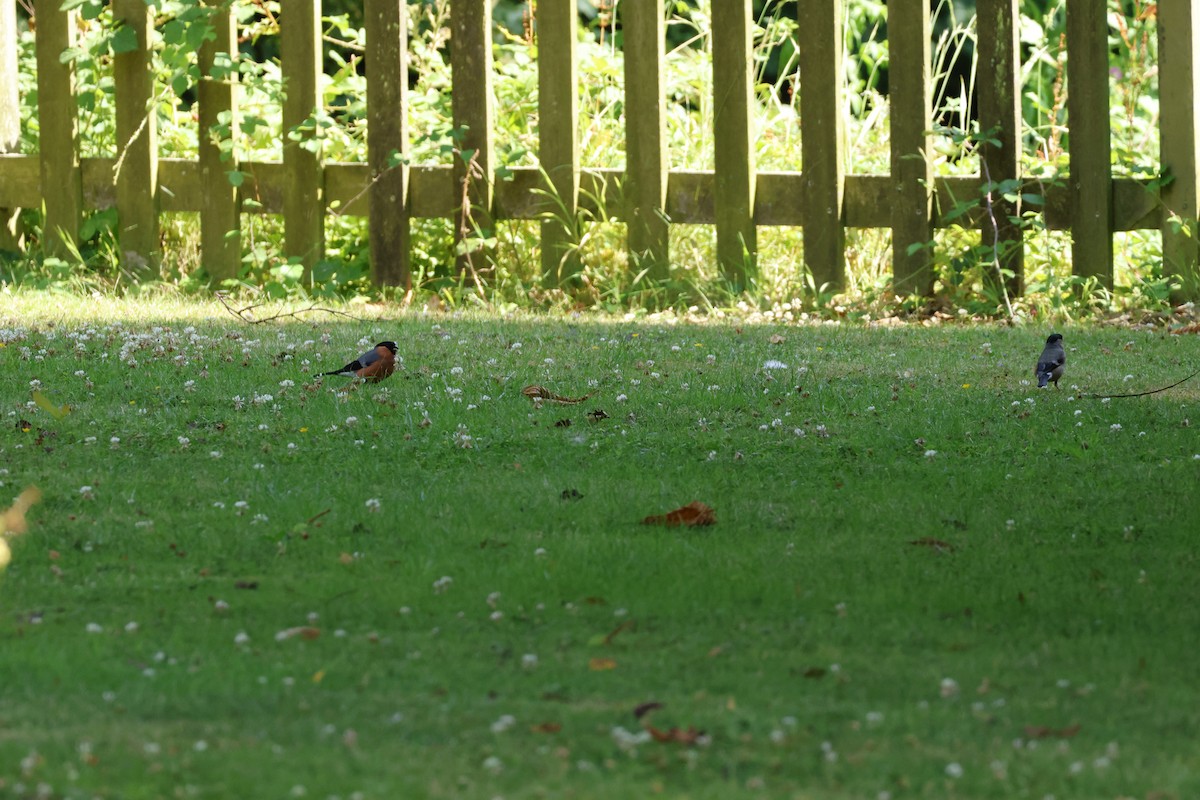 Eurasian Bullfinch - ML640972028
