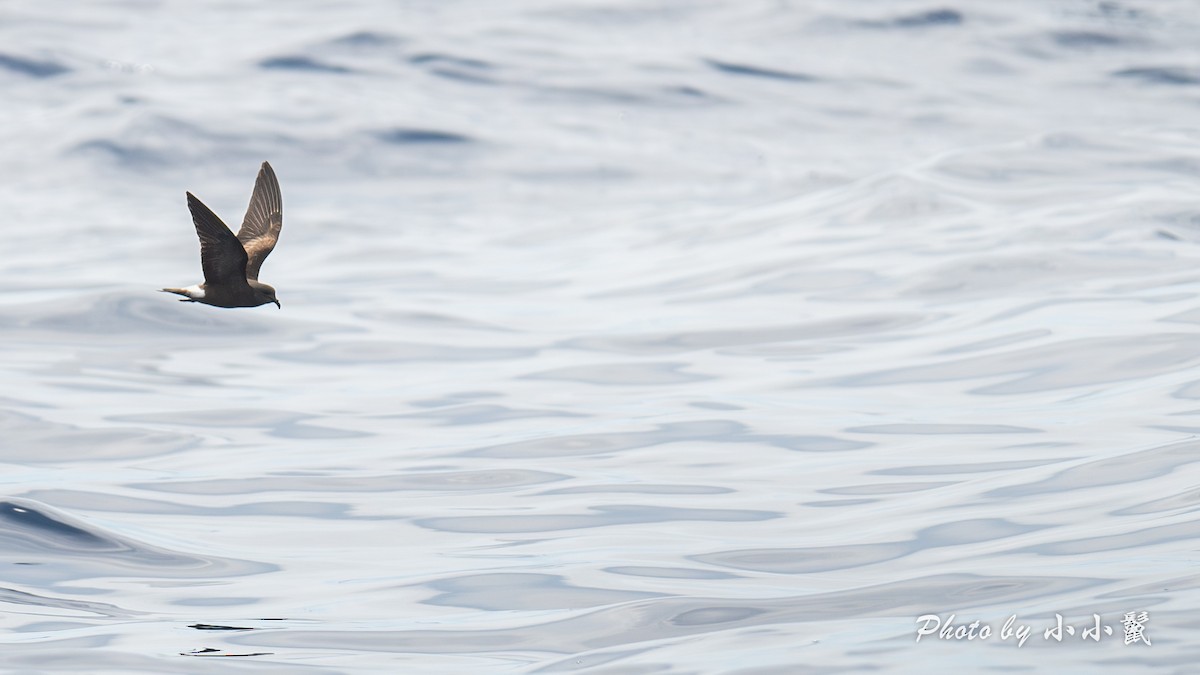Townsend's Storm-Petrel - ML640972045