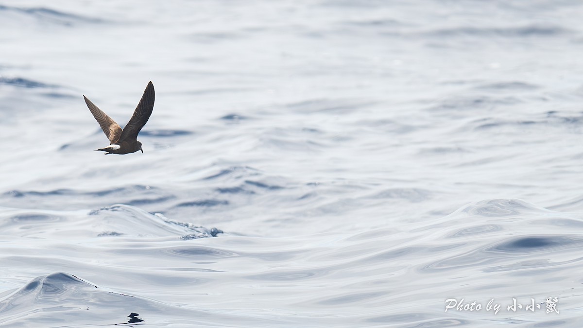 Townsend's Storm-Petrel - ML640972046