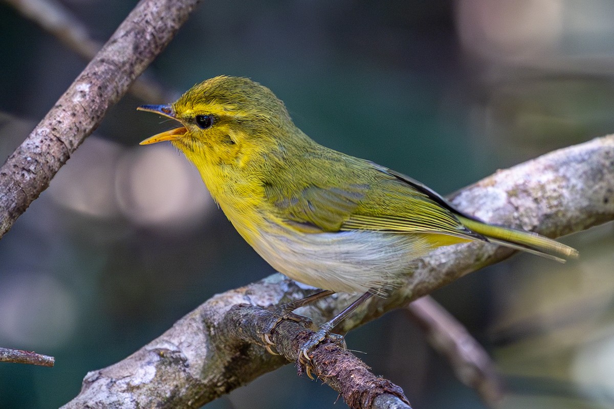Laura's Woodland-Warbler - ML640972074