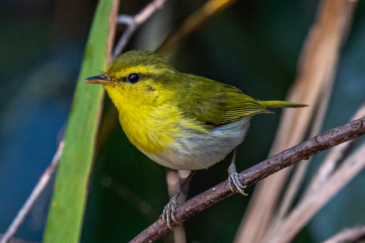 Laura's Woodland-Warbler - ML640972075