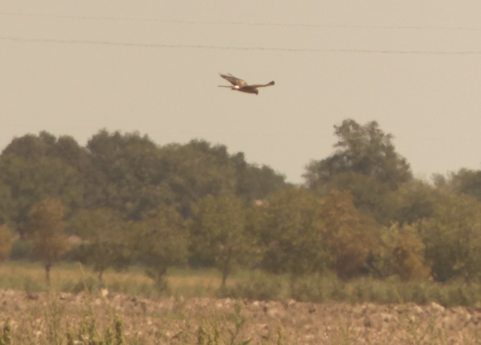 Montagu's Harrier - ML640972144