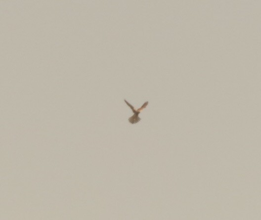 Montagu's Harrier - ML640972190