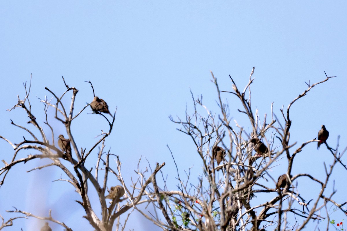 Mourning Dove - ML640972273