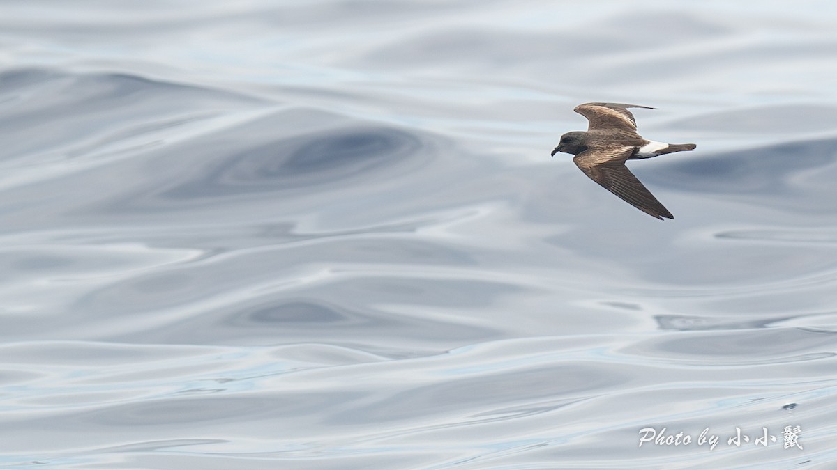 Townsend's Storm-Petrel - ML640972276