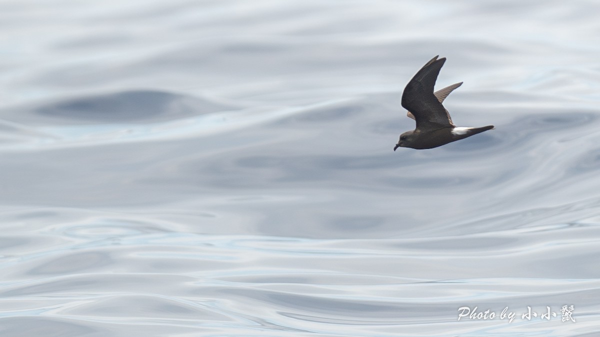 Townsend's Storm-Petrel - ML640972277