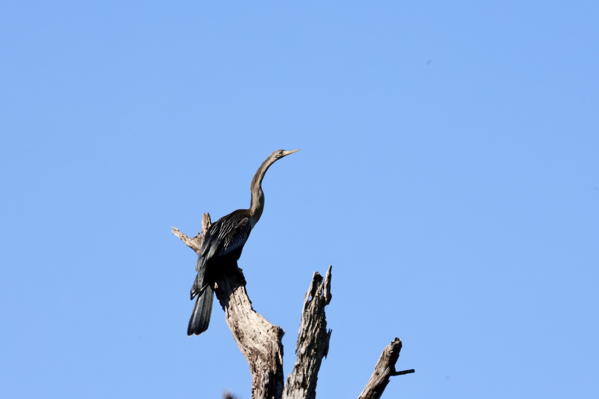 Anhinga - ML640972285