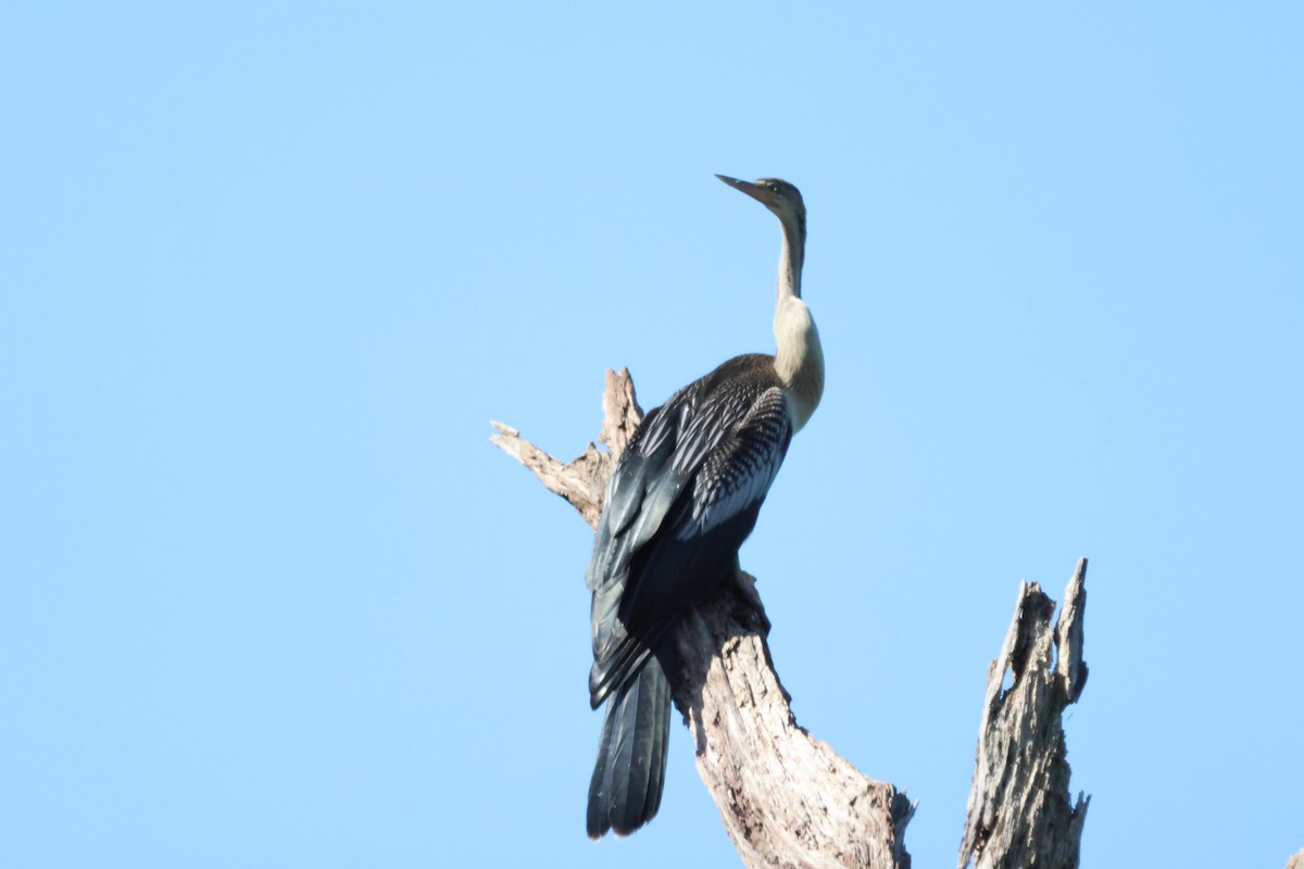 Anhinga - ML640972286