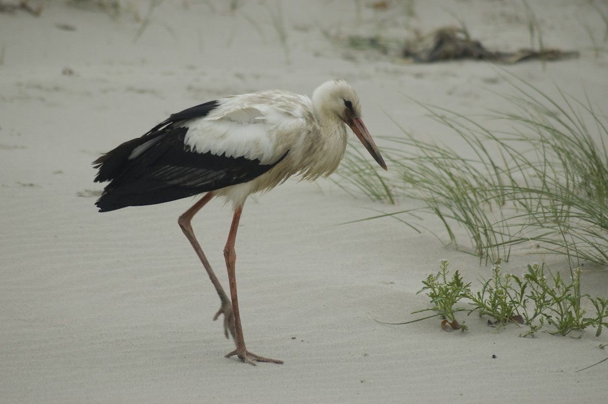 White Stork - ML640972287