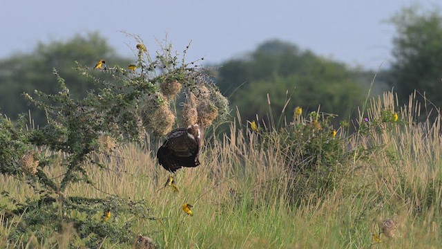 African Harrier-Hawk - ML640972292