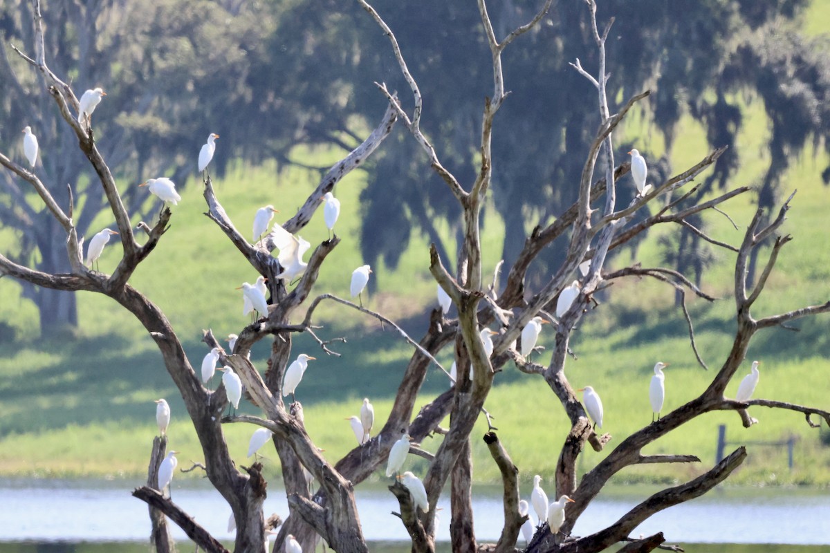 Western Cattle-Egret - ML640972295