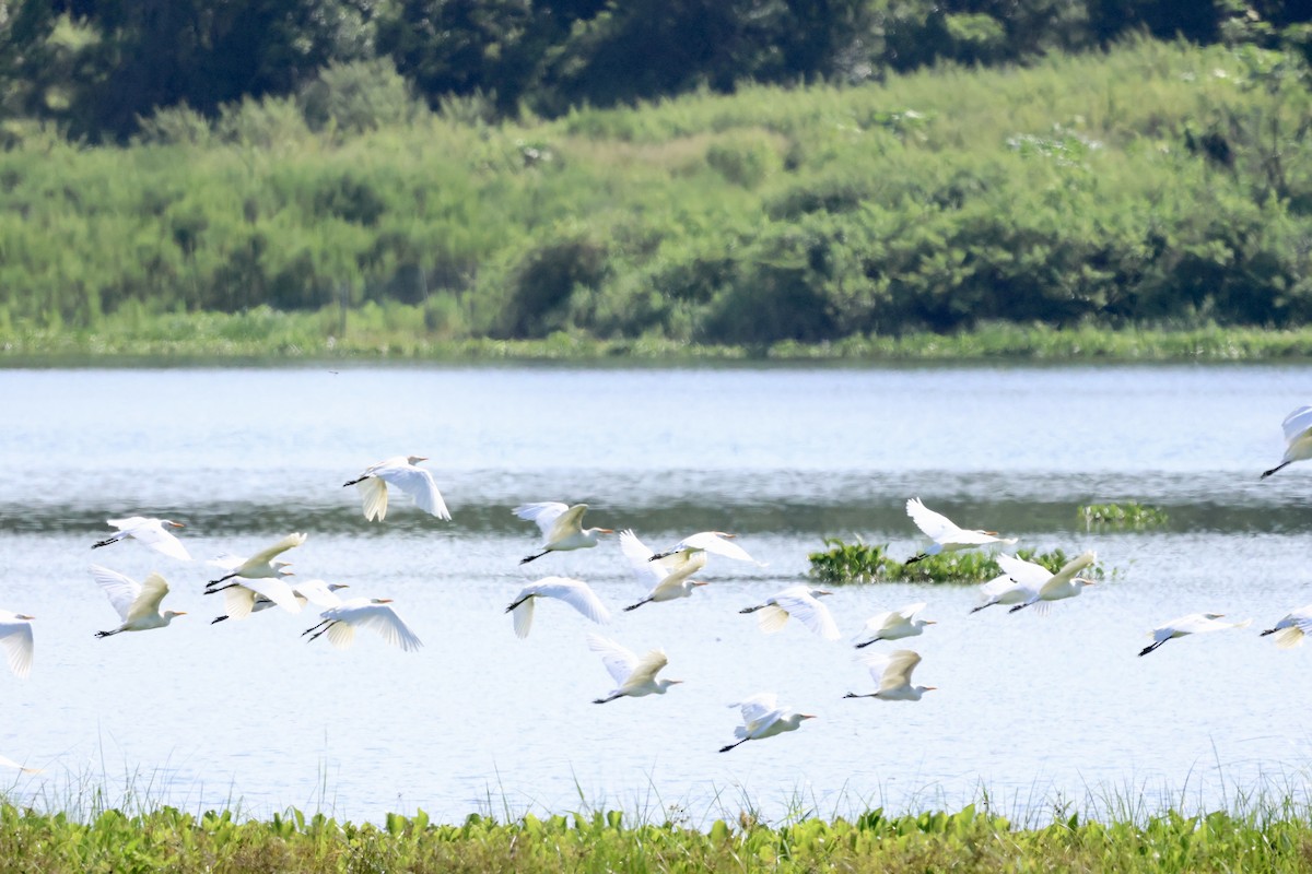 Western Cattle-Egret - ML640972296