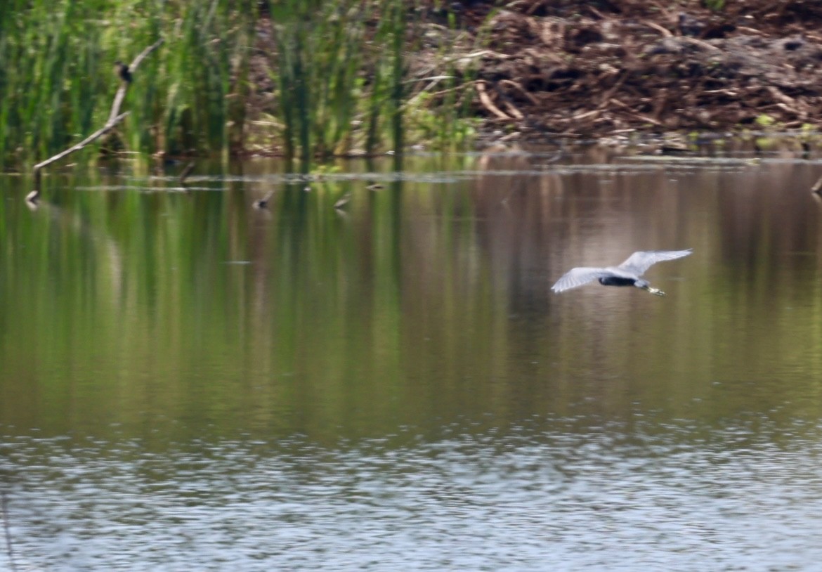 Great Blue Heron - ML640972303