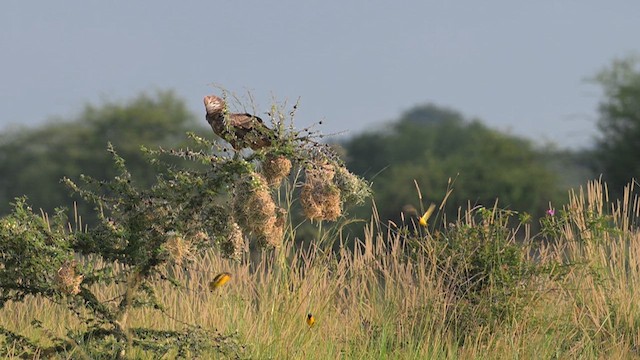African Harrier-Hawk - ML640972307
