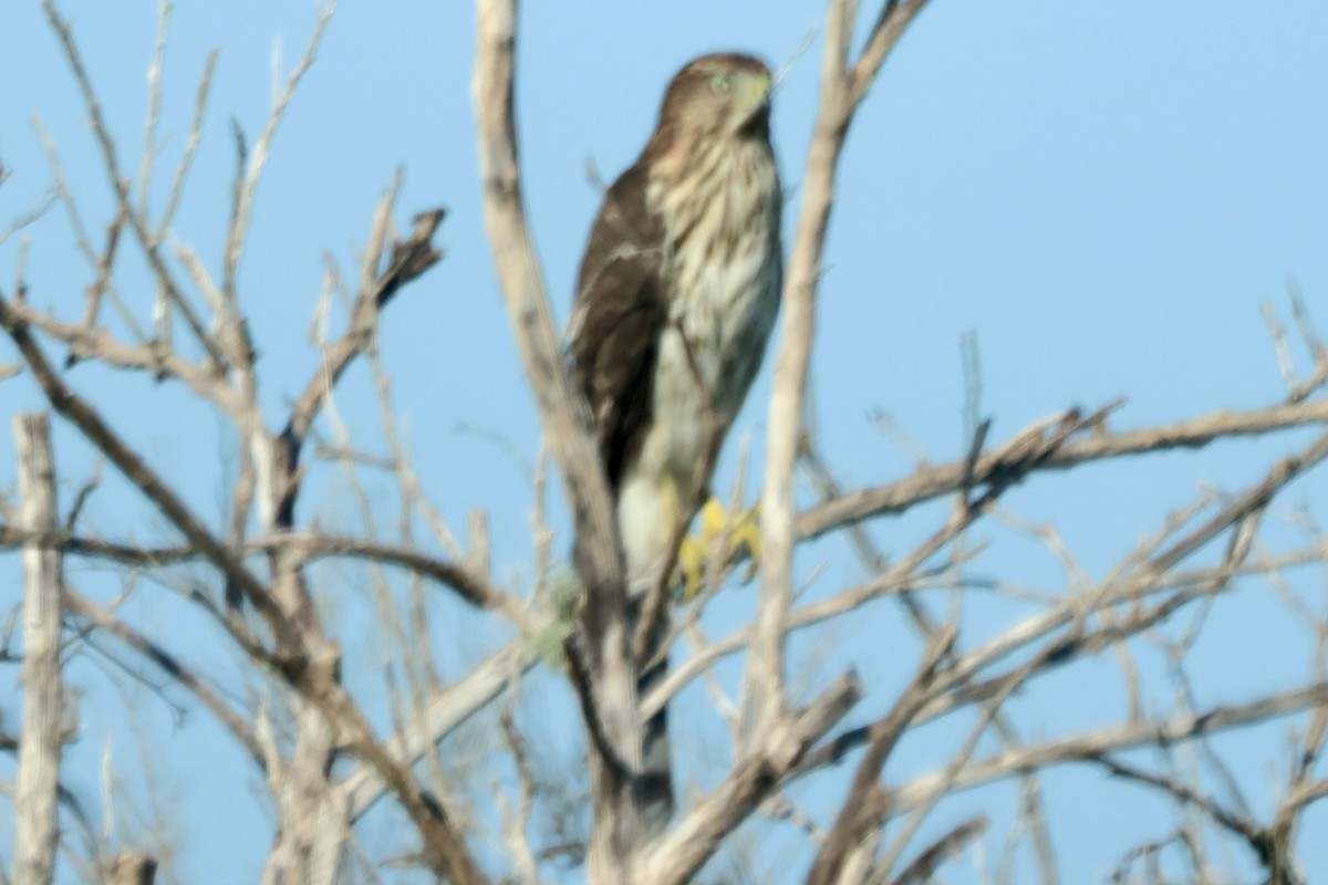 Cooper's Hawk - ML640972309