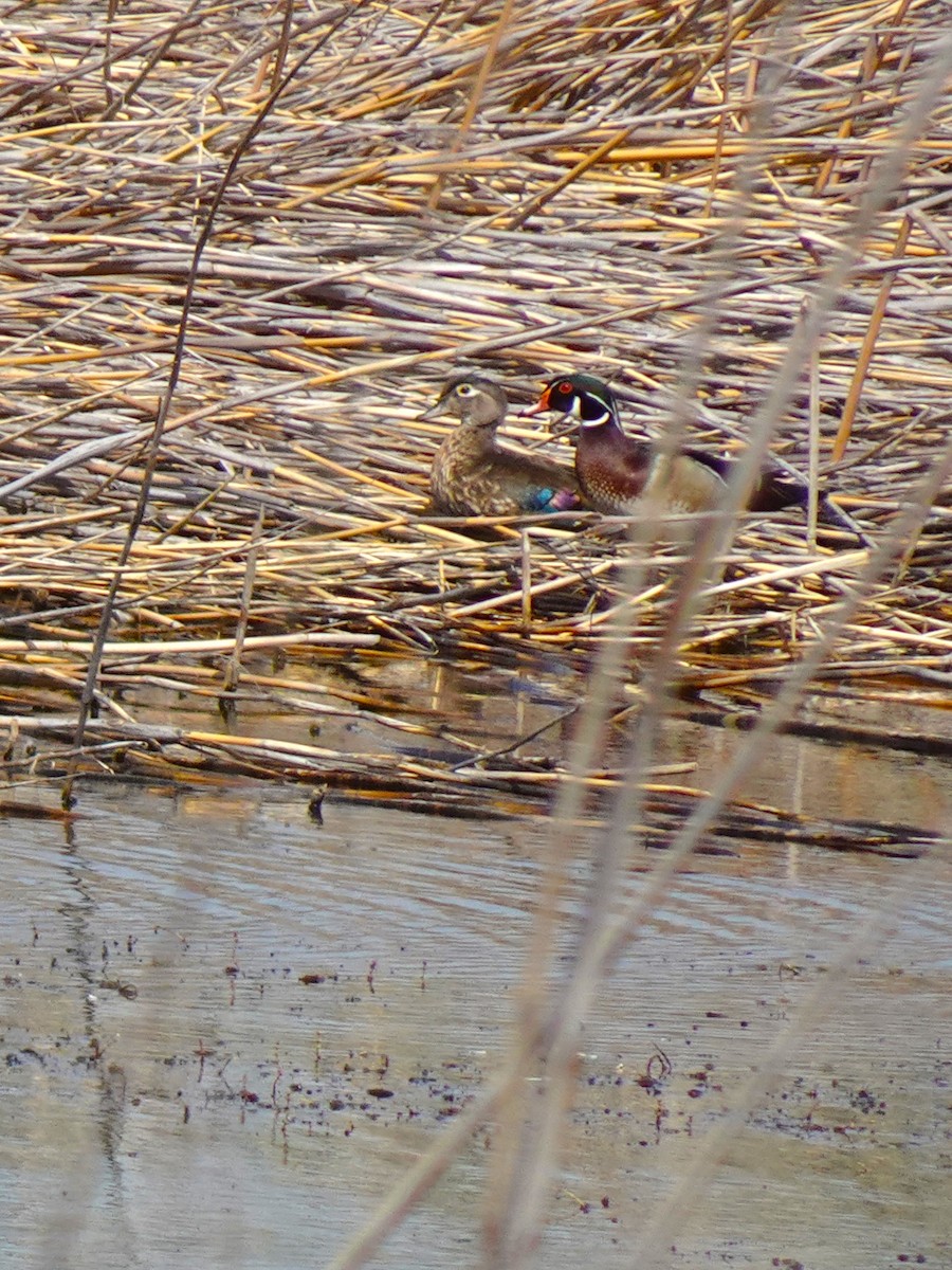 Wood Duck - ML640972327