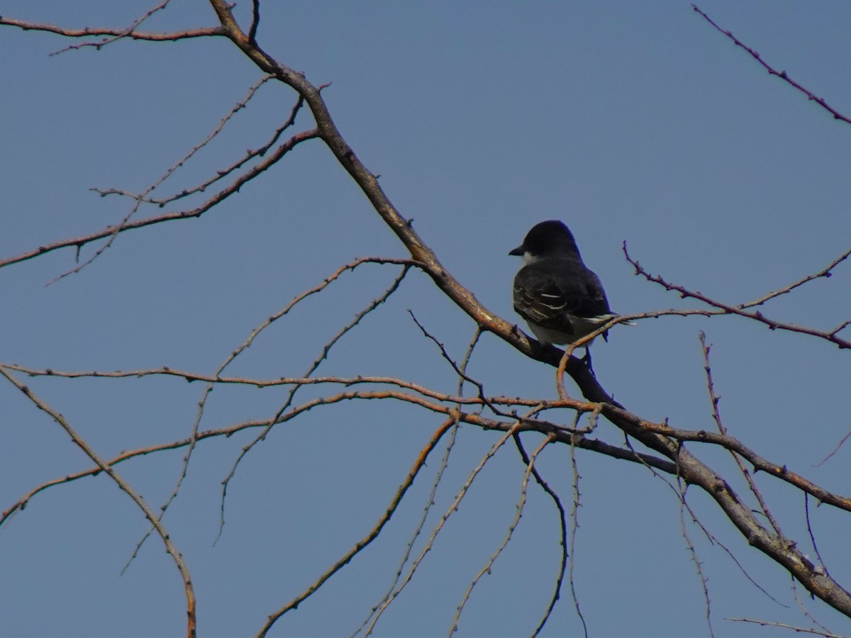 Eastern Kingbird - ML640972334