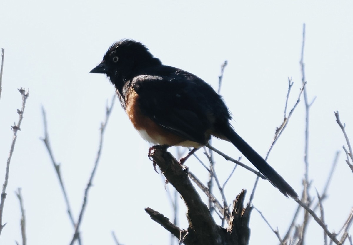 Eastern Towhee - ML640972368