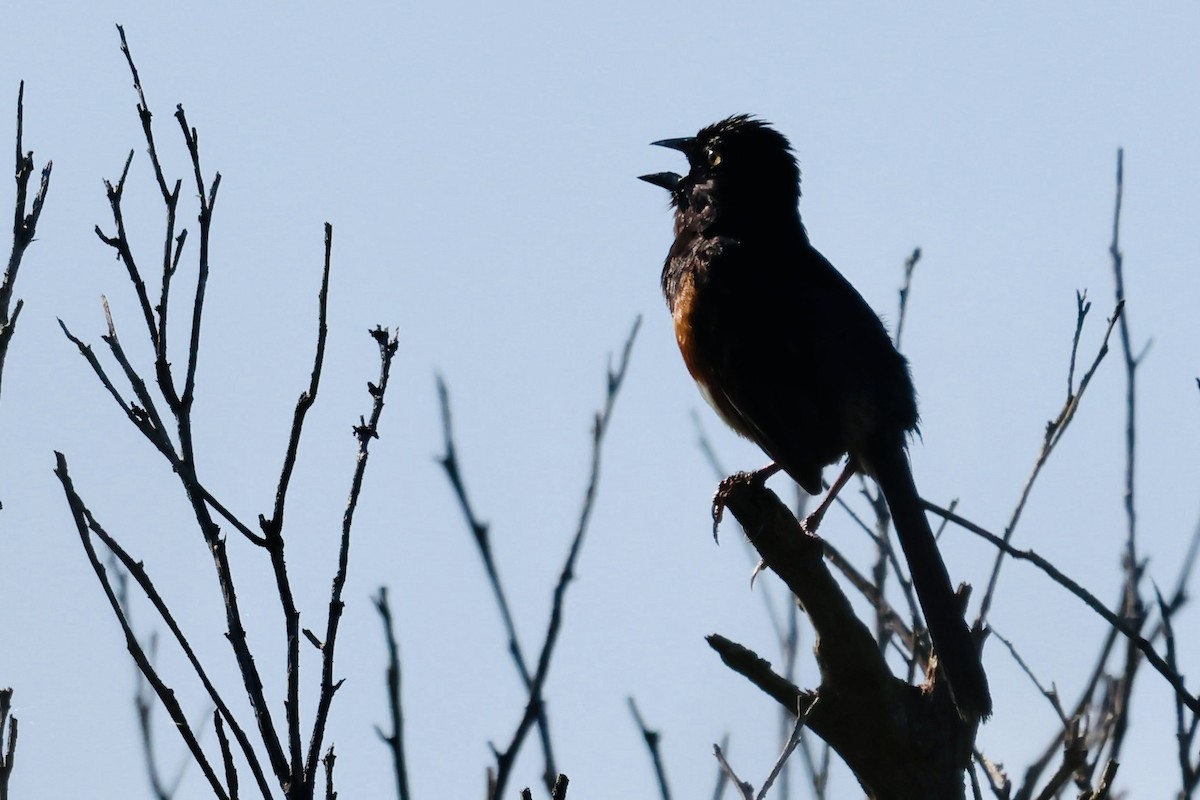 Eastern Towhee - ML640972369