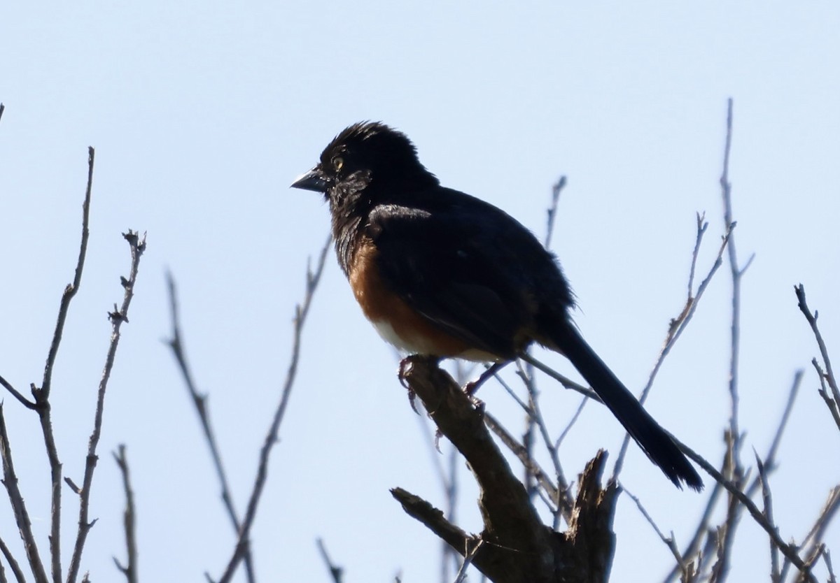 Eastern Towhee - ML640972370