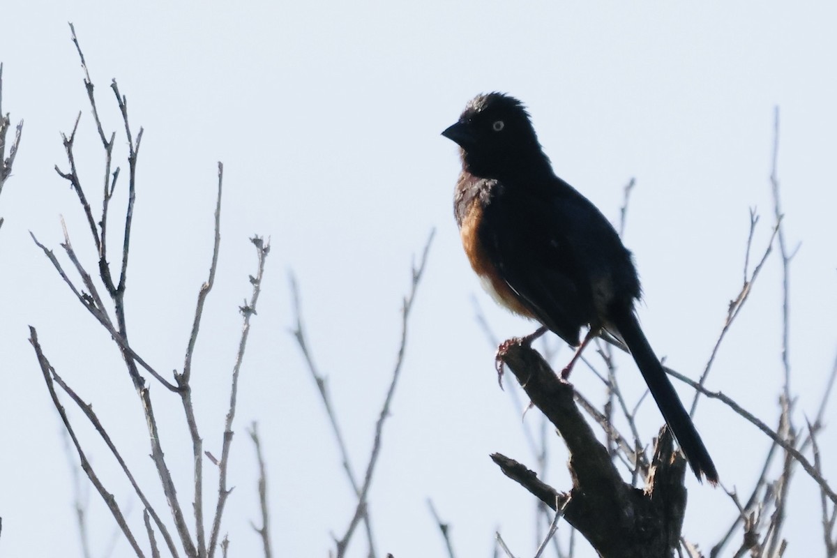 Eastern Towhee - ML640972371