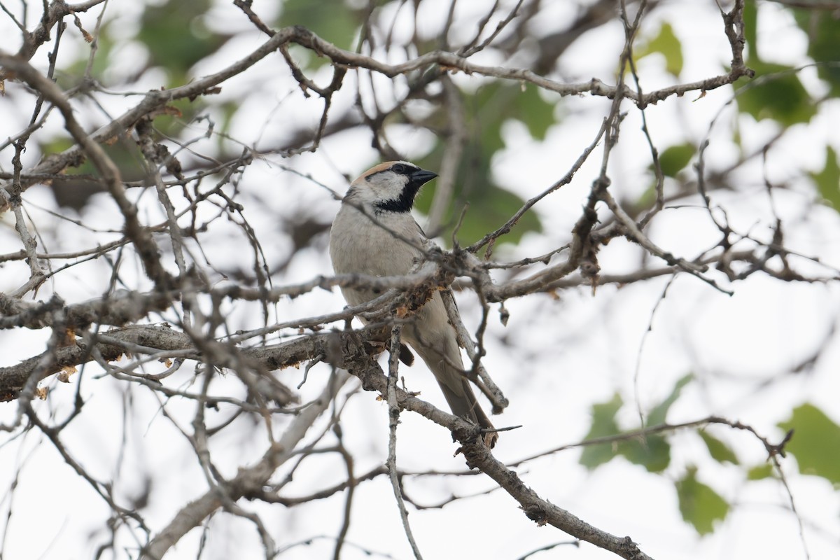 Saxaul Sparrow - ML640972373