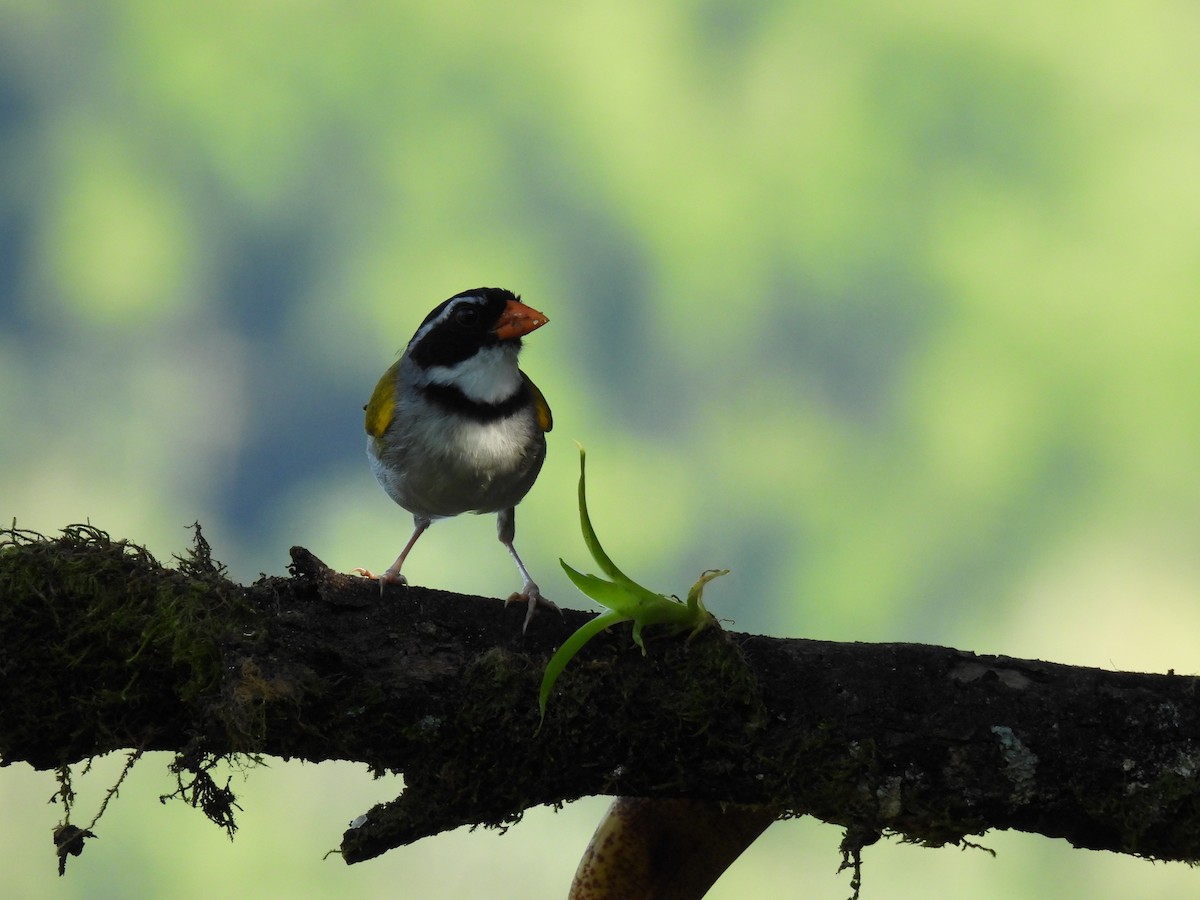 White-breasted Wood-Wren - ML640972386
