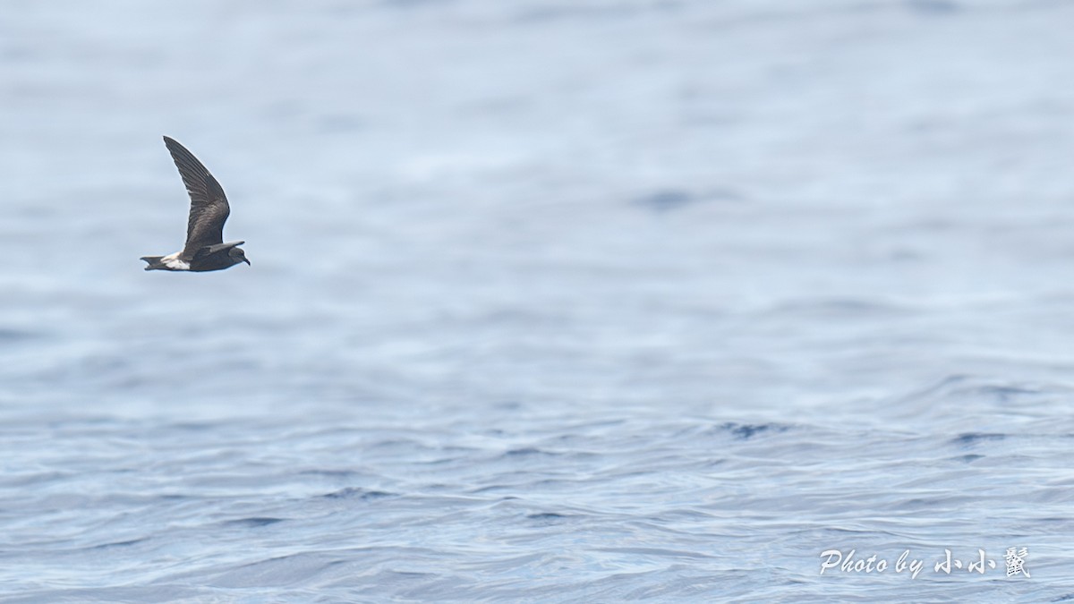 Townsend's Storm-Petrel - ML640972389