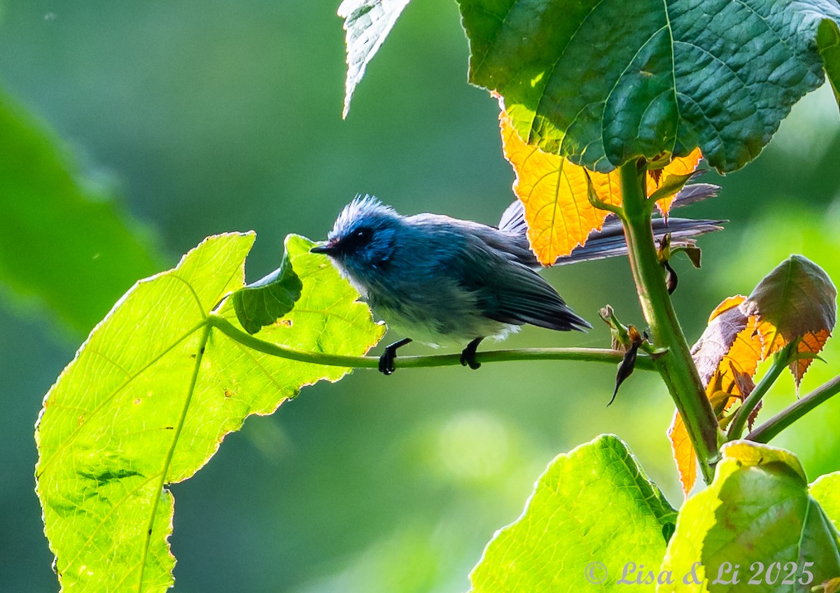 African Blue Flycatcher - ML640972443
