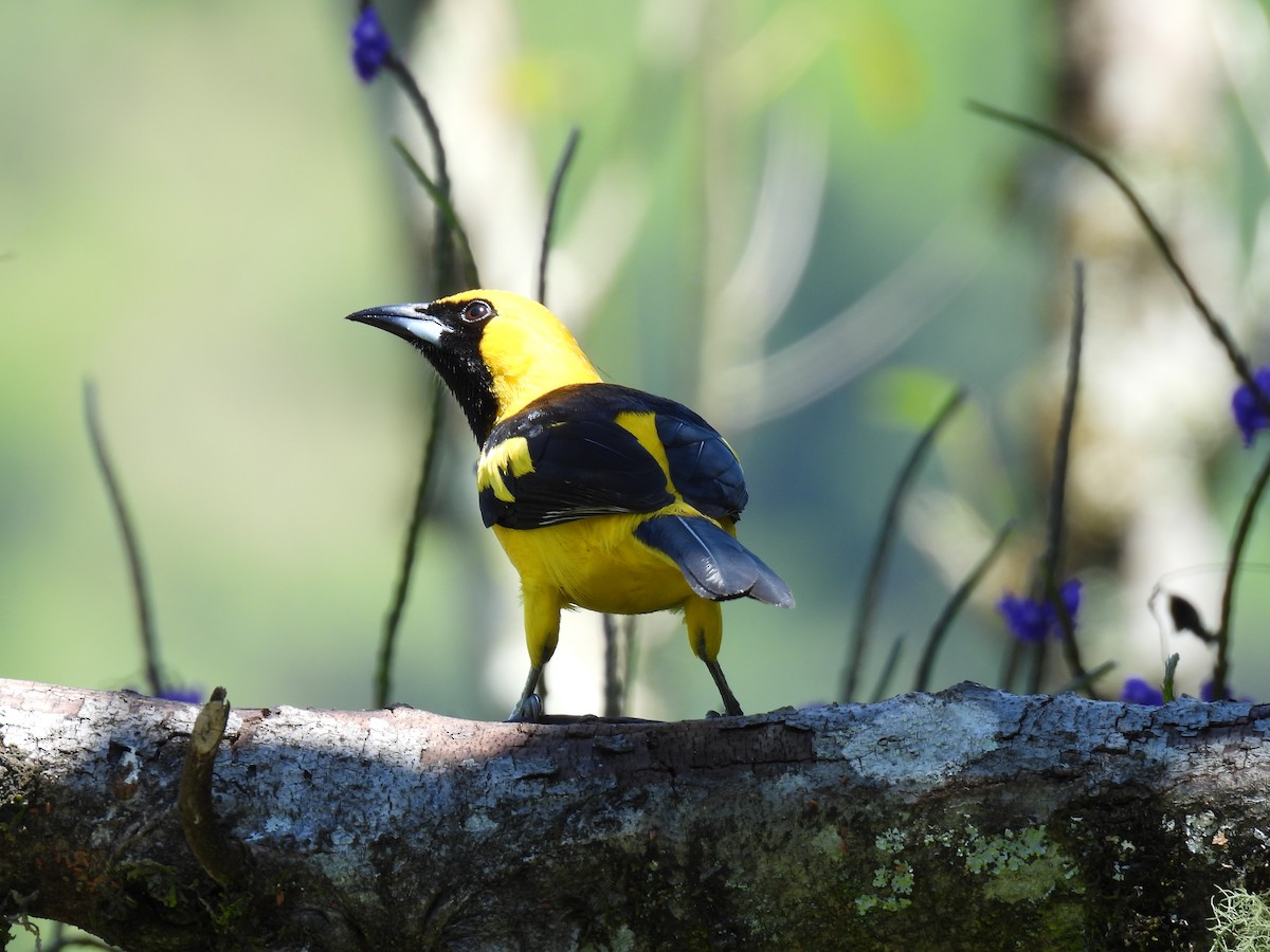 Yellow-tailed Oriole - ML640972492