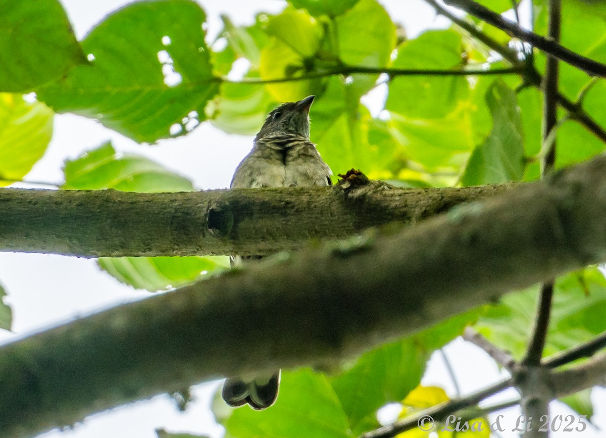 Scaly-throated Honeyguide - ML640972529