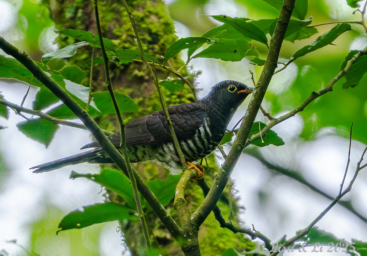 Einsiedlerkuckuck - ML640972532