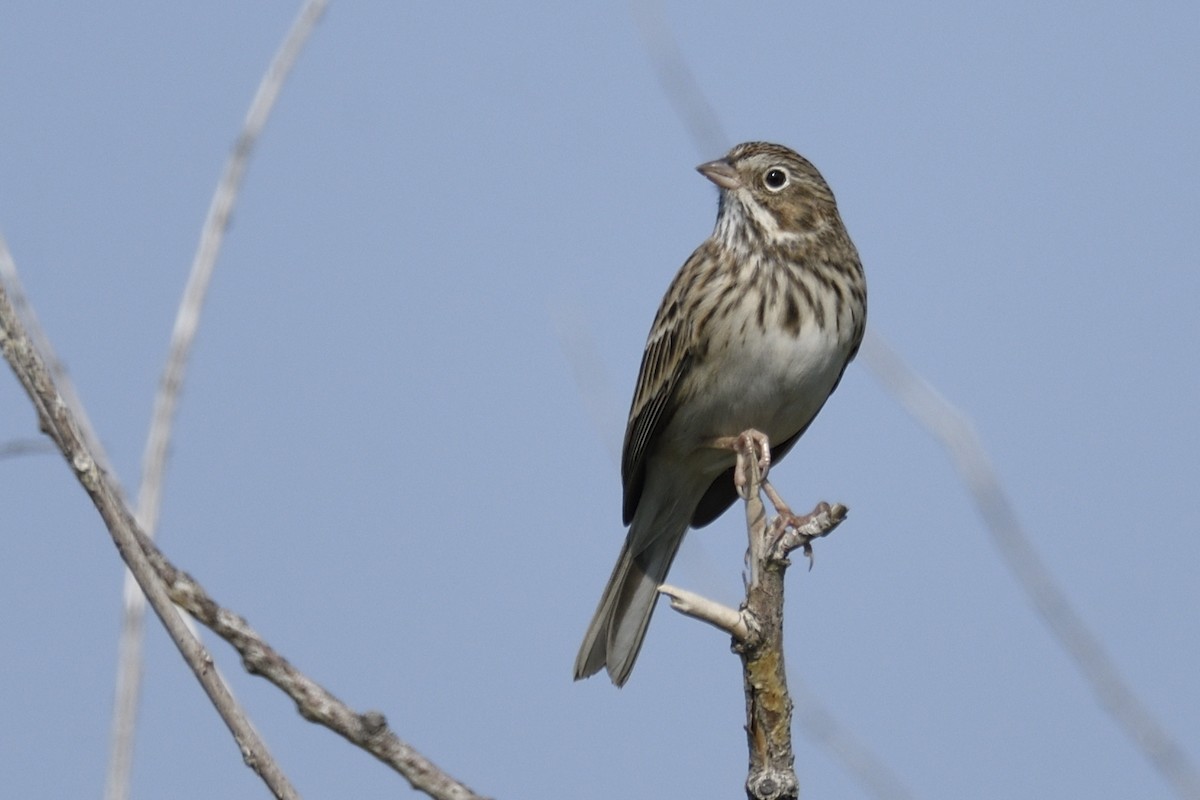 Vesper Sparrow - ML640972534