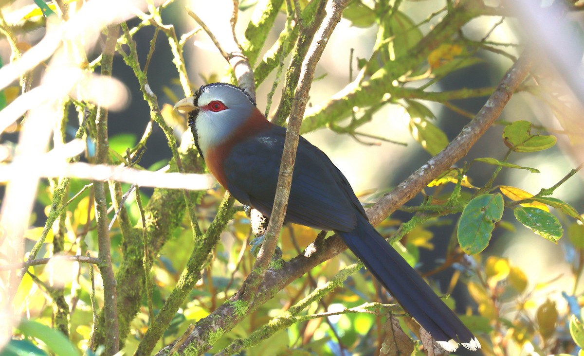Scale-feathered Malkoha - ML640972561