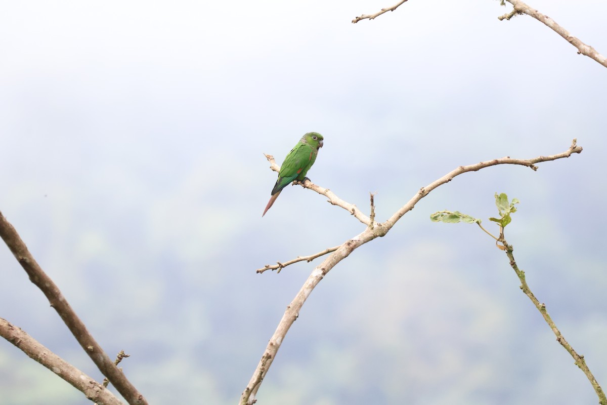 Maroon-tailed Parakeet - ML640972568