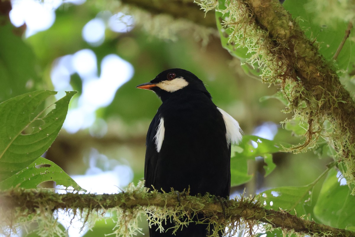Black Solitaire - ML640972626